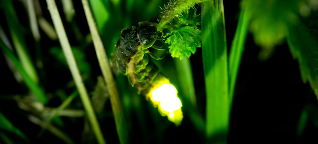 But what’s inside?